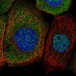 SRGAP2 Antibody, Novus Biologicals 0.1mL; Unlabeled:Antibodies, Polyclonal